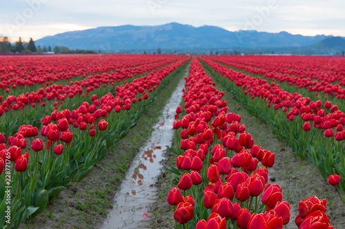 Red rows of tulips reflected in water with mountains in the background photo
