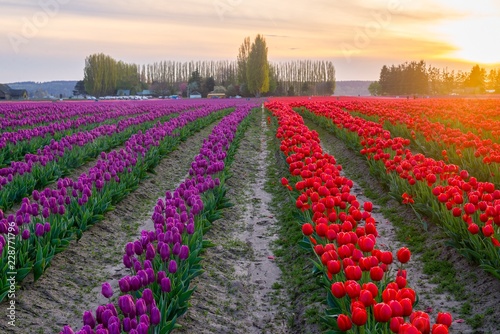 Purple and red rows of tulips in Washington state photo