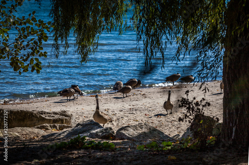 Fototapeta Naklejka Na Ścianę i Meble -  Hamilton, CANADA - October 16, 2018: geese enjoy the last days of colorful sunny autumn along Lake Ontario
