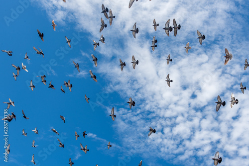 palomas volando en cielo azul playa mazatlan