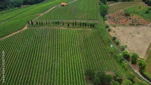 Crops/plantations in the middle of a forest. Alenquer, Portugal. photo
