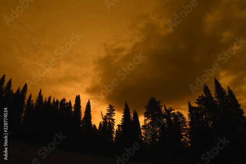 Dark silhouettes of high pines and spruces from below upwards on background of cloudy sky in faded sepia tones with copy space. Coniferous trees close up. Eerie atmospheric monochrome landscape.