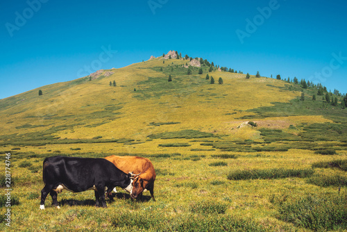 Cows graze in grassland in valley against wonderful giant mountains in sunny day. Agriculture, animal husbandry in highlands. Amazing sunny mountain landscape under blue clear sky.