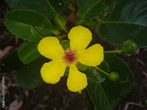 Yellow flower, palmetum, townsville photo