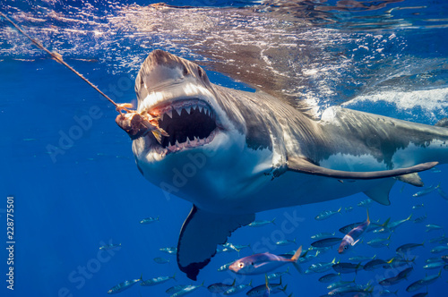 Great White Shark