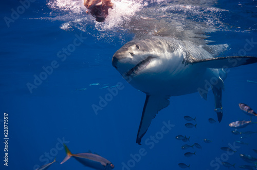 Great Whit Shark © scubagreg123