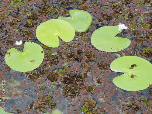 Lilypads palmetum townsville photo