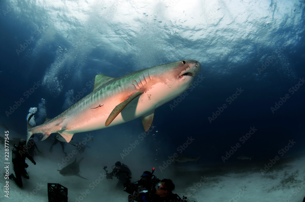 Fototapeta premium Tiger Shark