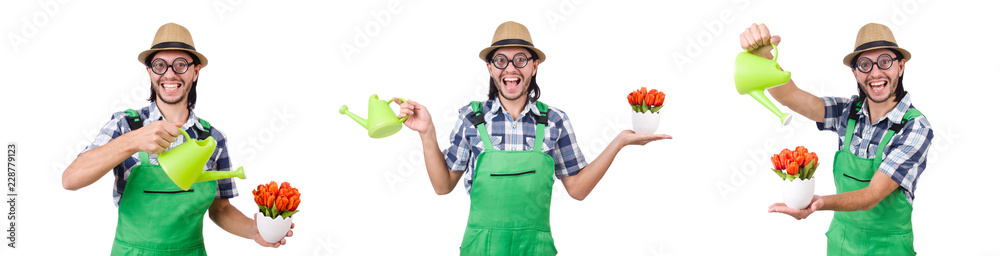 Young funny gardener with tulips and watering can isolated oin w