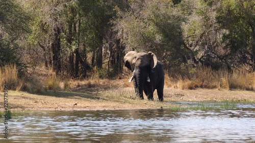 Footage of a majestic old tusker african elephant bull walking along the water edge of a natural lake in a national park in south africa