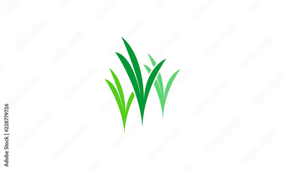 Grass vector Grass vector