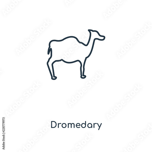 dromedary icon vector