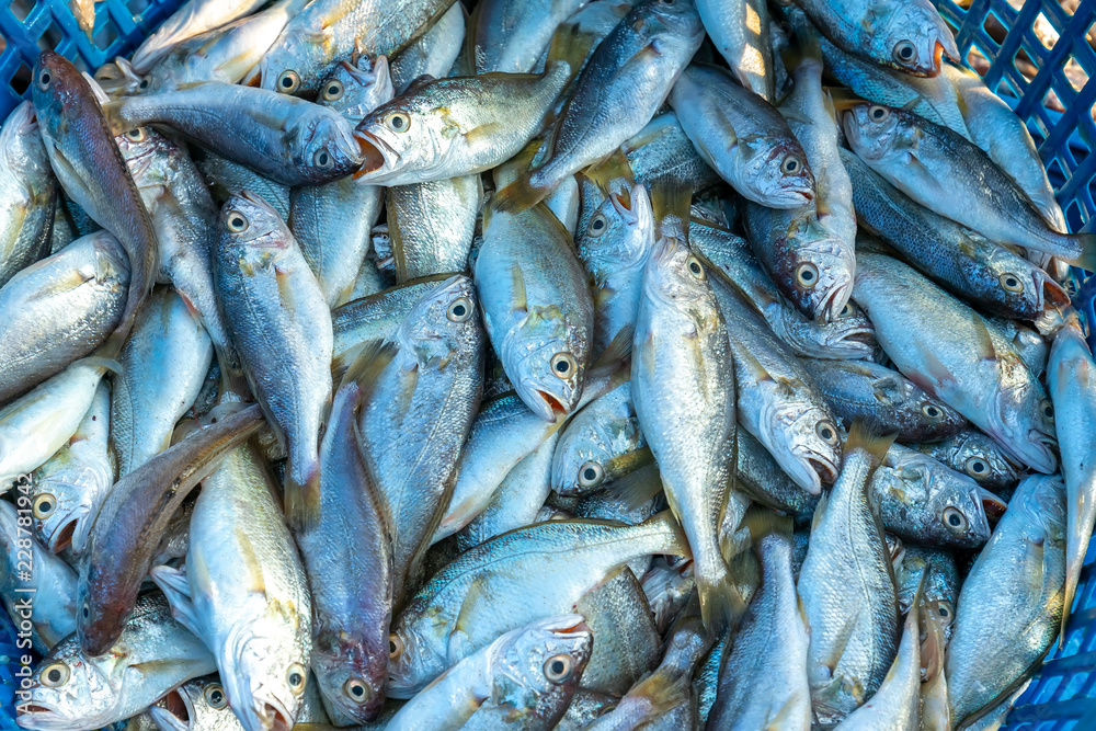 Fresh white croaker after catching fish in the market. This fish species live in the waters of the central and south east of Vietnam Fresh white croaker after catching fish in the market. This fish species live in the waters of the central and south east of Vietnam