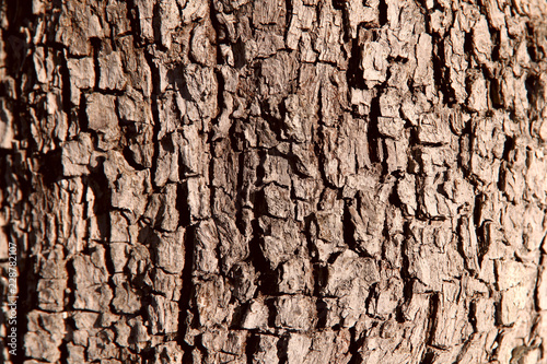 Image of tree bark. Brown color, close-up, isolated, cropped shot. Background and texture.