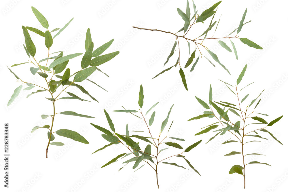Fototapeta premium eucalyptus isolated on white background with clipping path