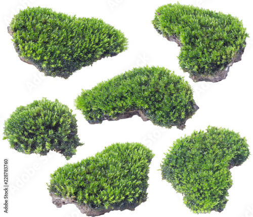 Green moss isolated on white background close up..