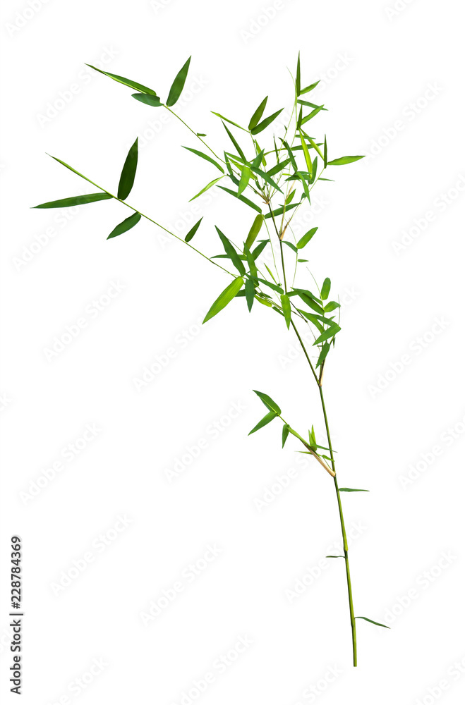 bamboo isolated on gray background with clipping path bamboo isolated on gray background with clipping path