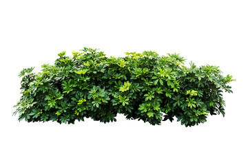 plant isolated on white background with clipping path