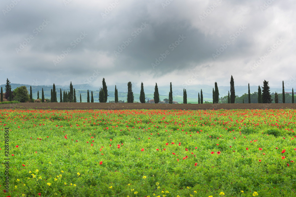 Fototapeta premium Pole kwitnienia czerwonych maków i cyprysów, Włochy, Toskania