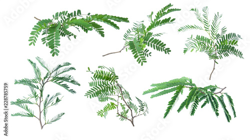 Tamarind leaves isolated on white background with clipping path..