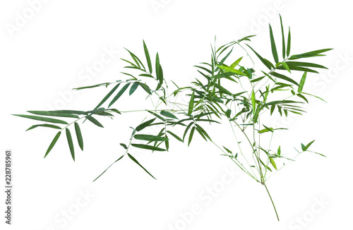 bamboo isolated on gray background with clipping path