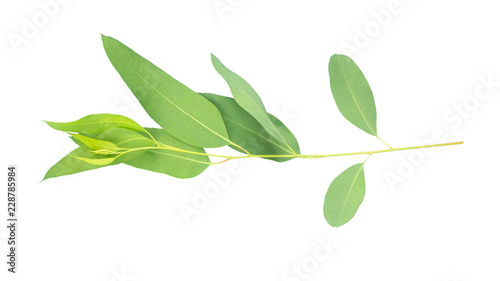 eucalyptus isolated on gray background with clipping path