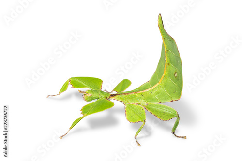 Female leaf insect (Phyllium ericoriai) photo