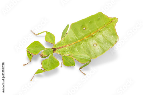 Female leaf insect (Phyllium ericoriai) photo