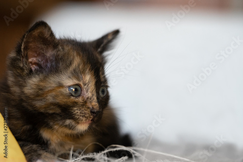 Cute little calico kitten with blue eyes is sitting on the floor.