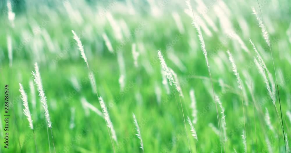 soft dreamy white grass feather in wind with warm summer sun light , softness and fresh nature in autumn, spring or summer season background ,4K Dci resolution soft dreamy white grass feather in wind with warm summer sun light , softness and fresh nature in autumn, spring or summer season background ,4K Dci resolution