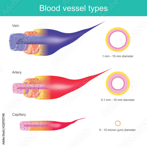 The Blood vessels in the human body are responsible for transporting corpuscle to the organ and throughout the body, These blood vessels have different sizes.
