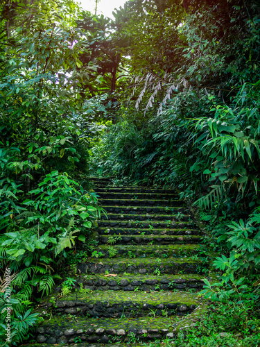 Stone staircase in the forest