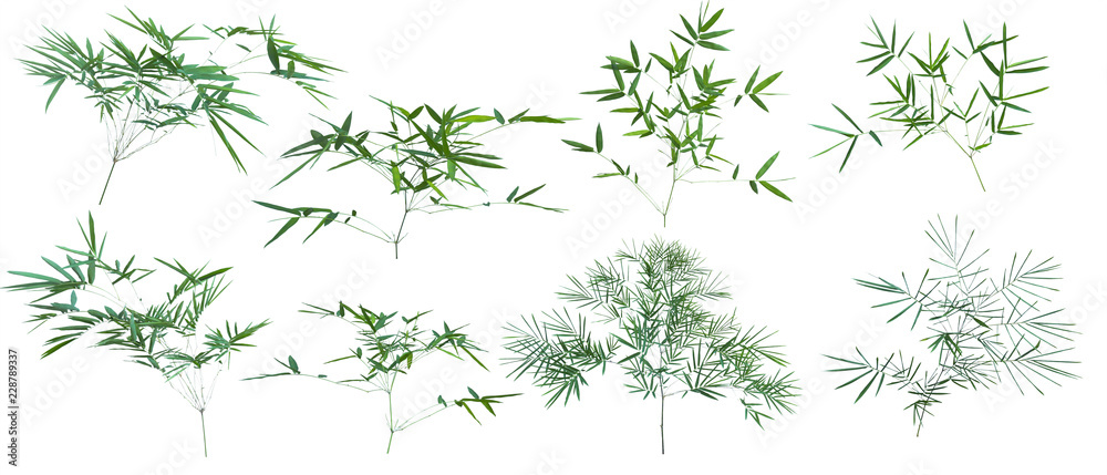 bamboo isolated on white background with clipping path. bamboo isolated on white background with clipping path.