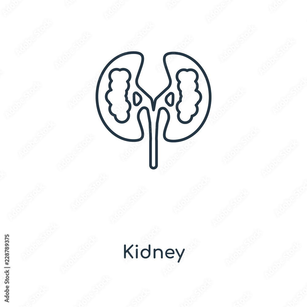 kidney icon vector kidney icon vector