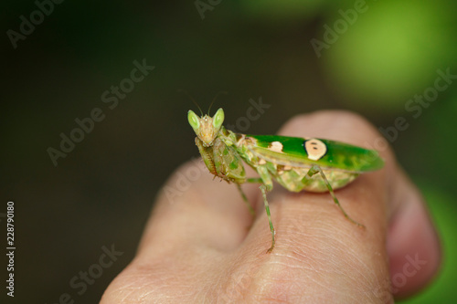 Image of Flower mantis(Creobroter gemmatus) on the finger. Insect Animal photo