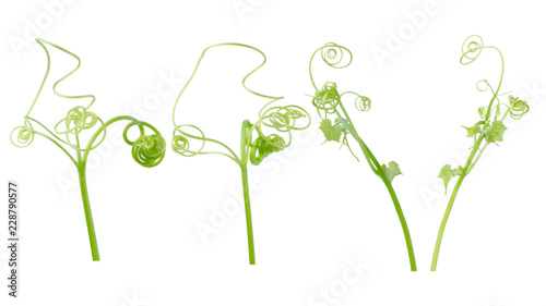 Green ivy plant  isolated on gray background, clipping path