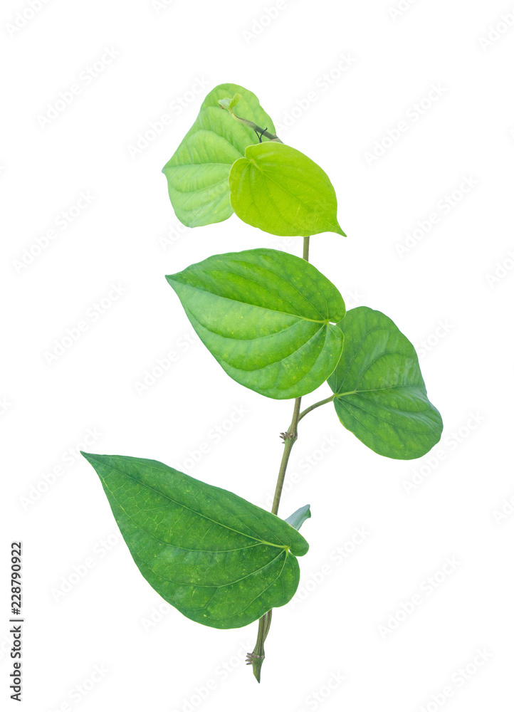 Green betel leaf isolated on the gray background with clipping path. Green betel leaf isolated on the gray background with clipping path.