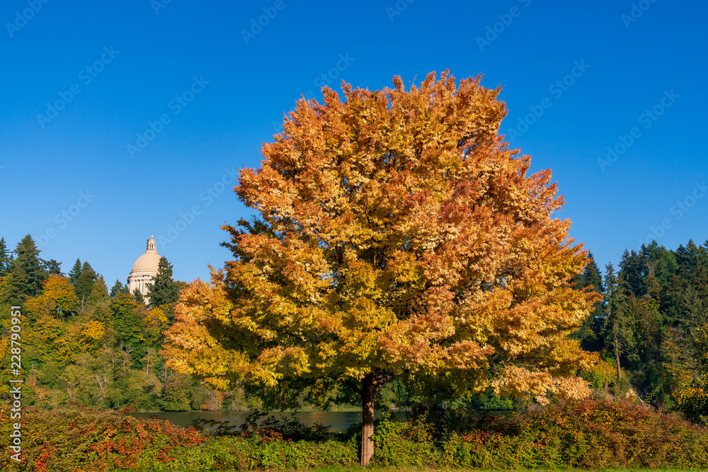 Autumn Olympia, Washington