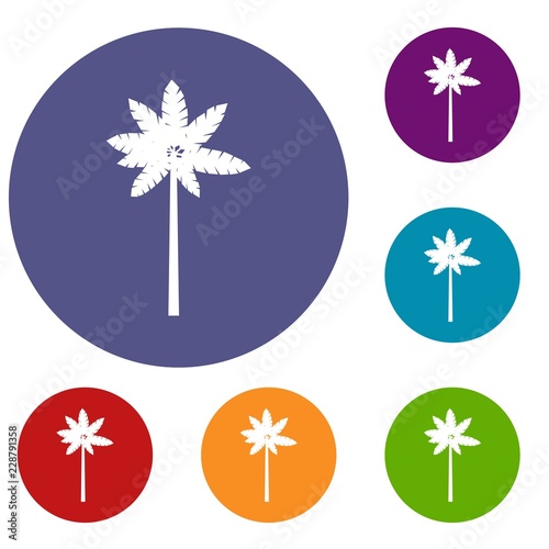 Palm woody plant icons set in flat circle reb, blue and green color for web