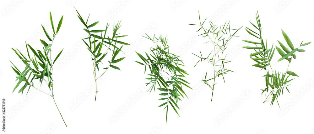 bamboo isolated on white background with clipping path. bamboo isolated on white background with clipping path.
