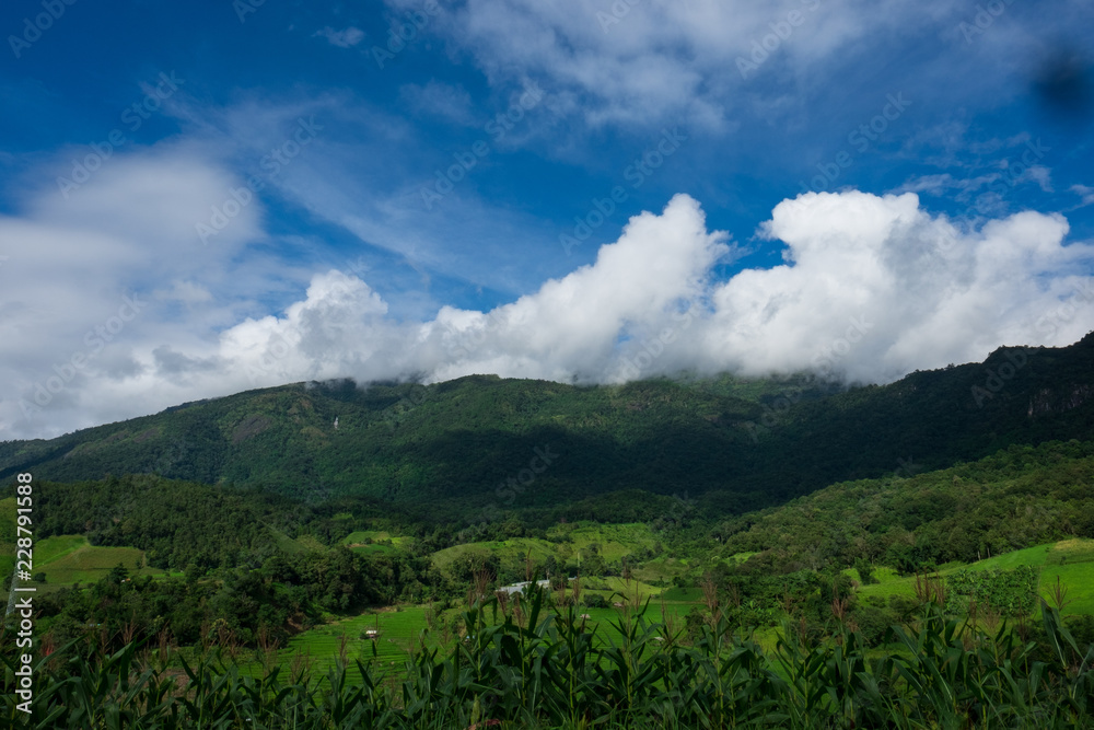 Rice field at Pah Pong Piang (Mae Cham), Chiang Mai, Thailand.