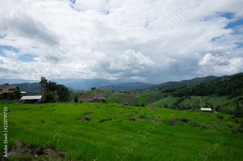 Wallpaper Mural Rice field at Pah Pong Piang (Mae Cham), Chiang Mai, Thailand. Torontodigital.ca
