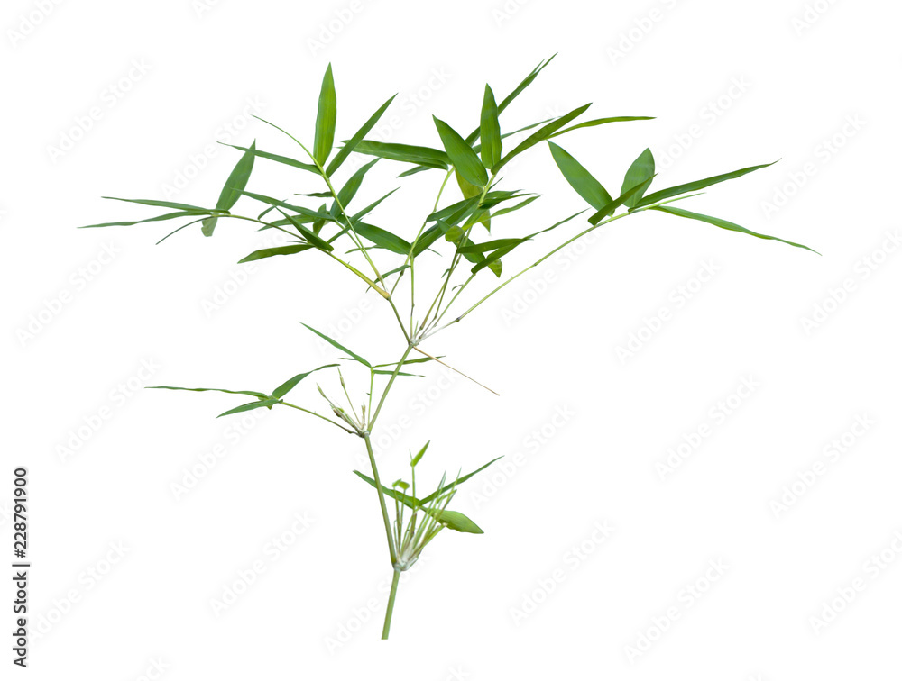 bamboo isolated on gray background with clipping path bamboo isolated on gray background with clipping path