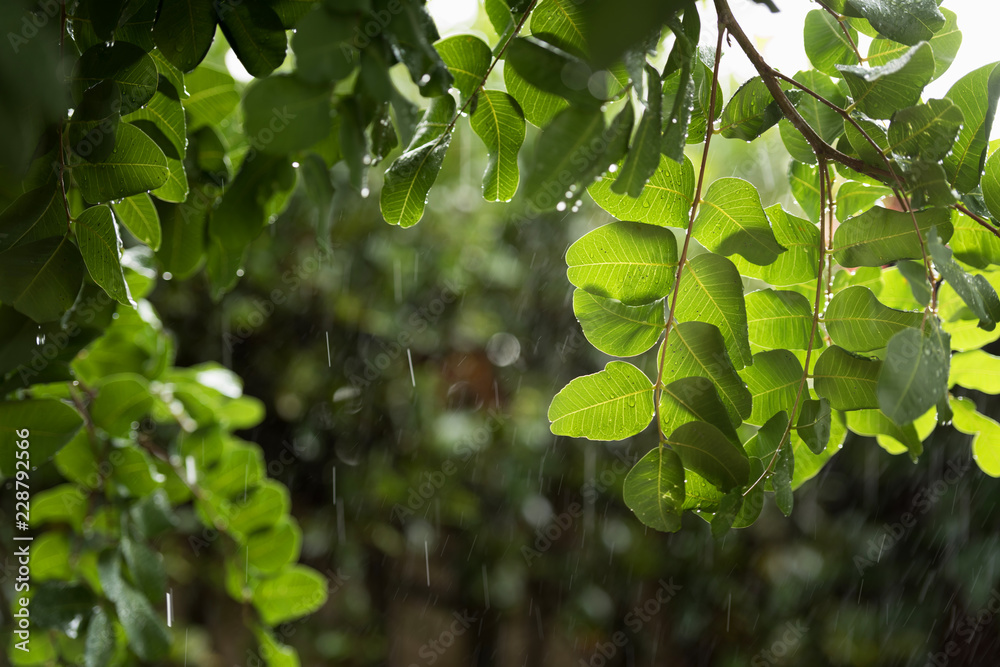 Heavy rain over green tree backlighted with sun. Heavy rain over green tree backlighted with sun.