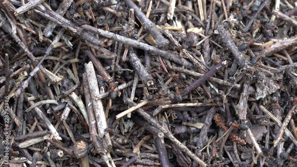 Big anthill in the woods. Big anthill with colony of ants in summer forest. Ants on the ant hill in the woods closeup, macro Big anthill in the woods. Big anthill with colony of ants in summer forest. Ants on the ant hill in the woods closeup, macro