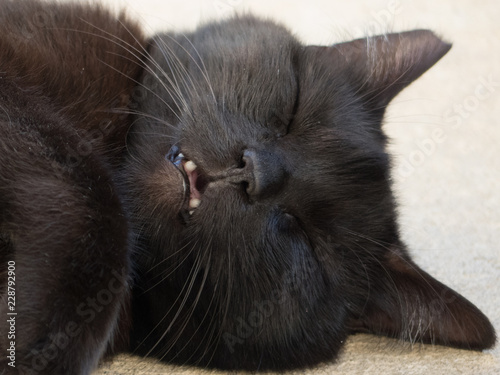 Closeup of a sleeping black cat's face with a clipped ear