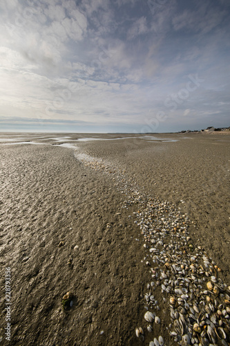 Line of seashells into the beach  Somme Bay  Picardy  France.