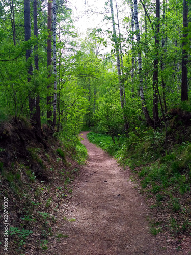 Hiking trail in a green birch forest