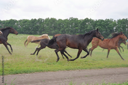 Moving horses in the meadow