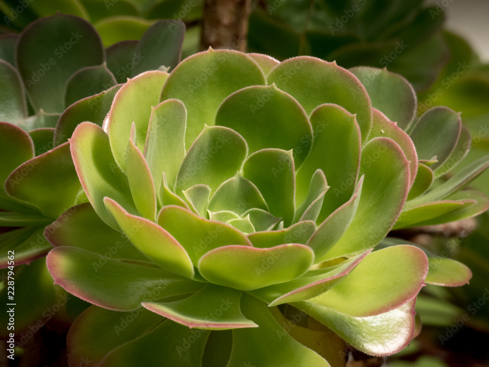 Closeup of a green succulent plant with red edging on leaves Closeup of a green succulent plant with red edging on leaves